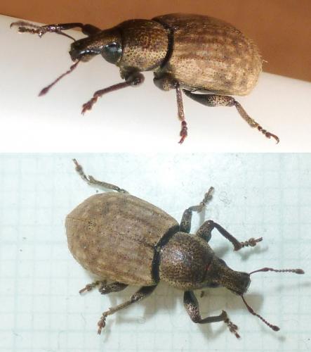 Réf. 206 364 : Barynotus obscurus